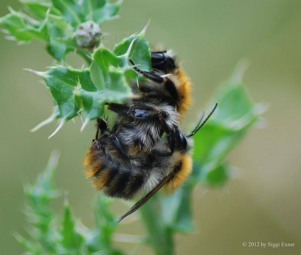 Ackerhummel Bombus pascuorum (agrorum)