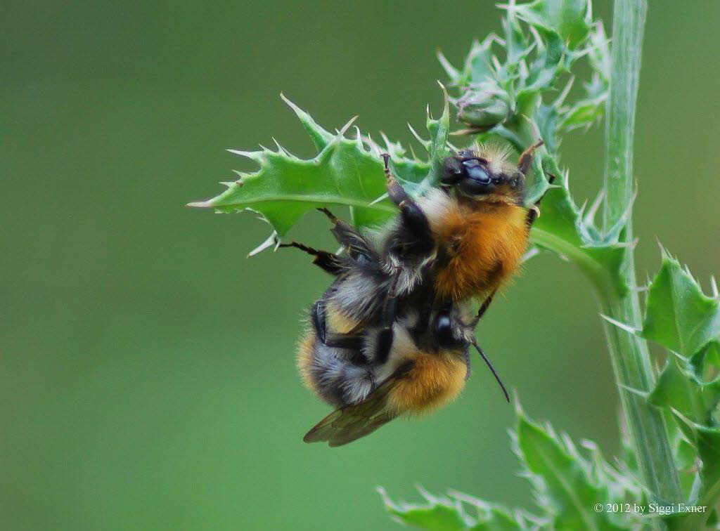 Ackerhummel Bombus cf. pascuorum (agrorum)