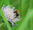 Ackerhummel Bombus pascuorum 