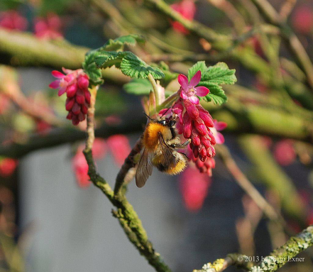 Ackerhummel Bombus pascuorum 