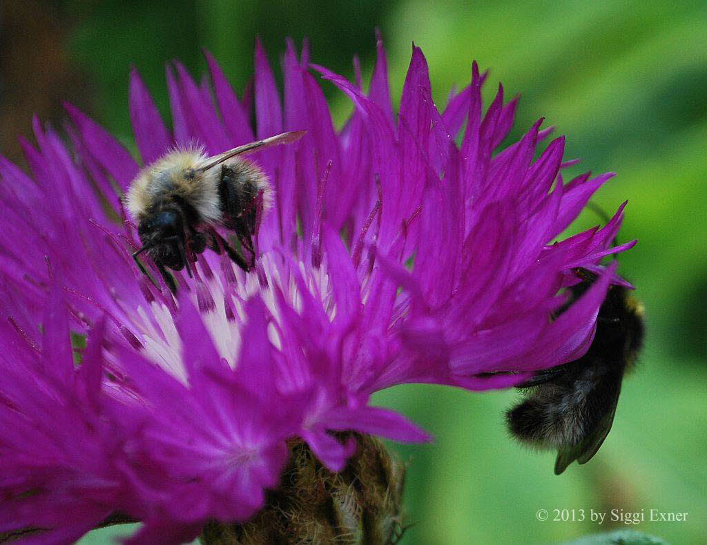 Ackerhummel Bombus pascuorum 