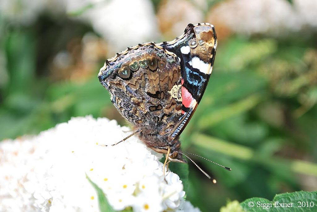 Admiral Vanessa atalanta