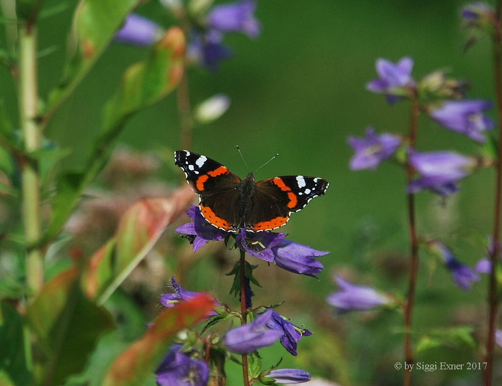 Admiral Vanessa atalanta