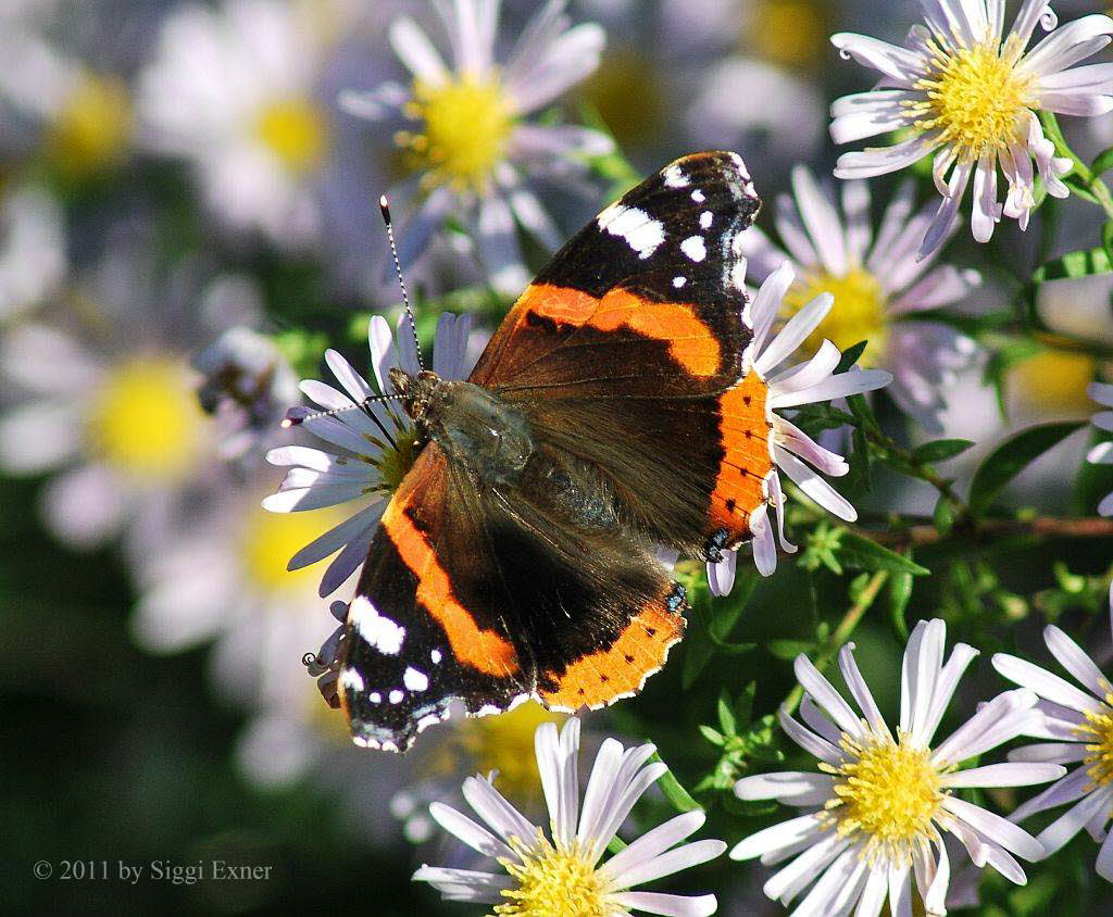 Admiral Vanessa atalanta