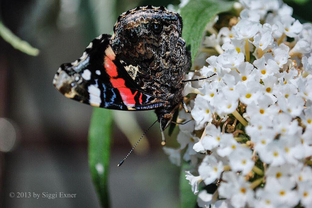 Admiral Vanessa atalanta