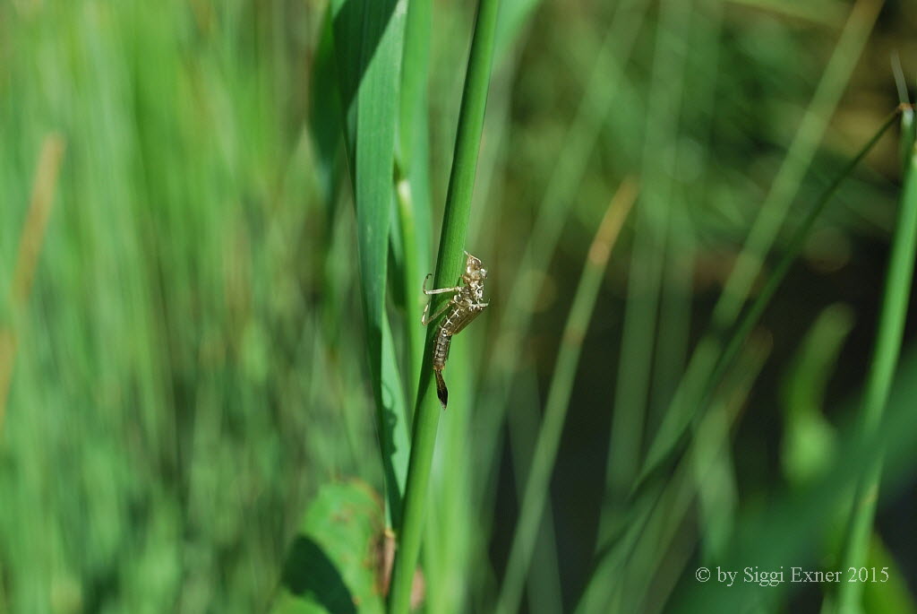 Pyrrhosoma nymphula Frhe Adonislibelle 