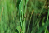 Pyrrhosoma nymphula Frhe Adonislibelle 