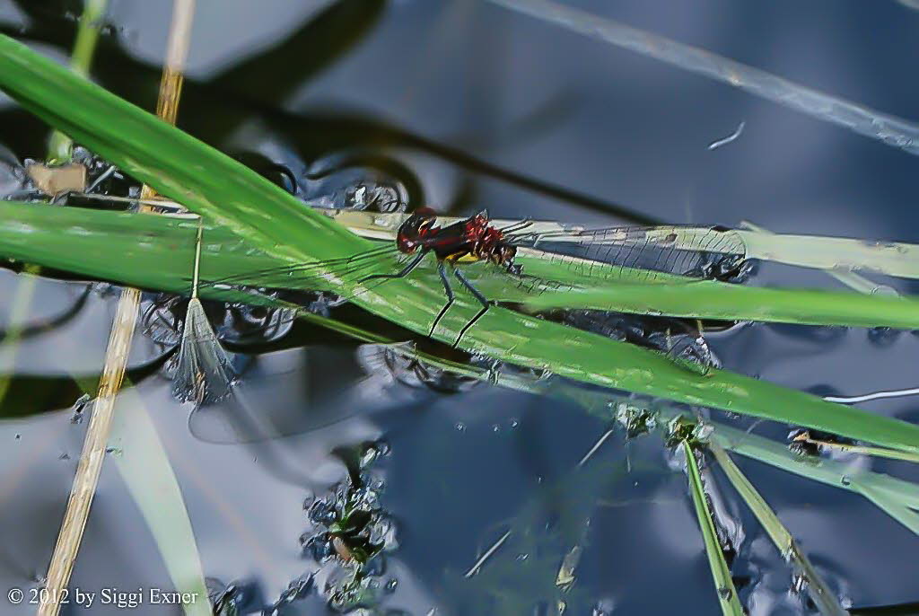 Frhe Adonislibelle Pyrrhosoma nymphula