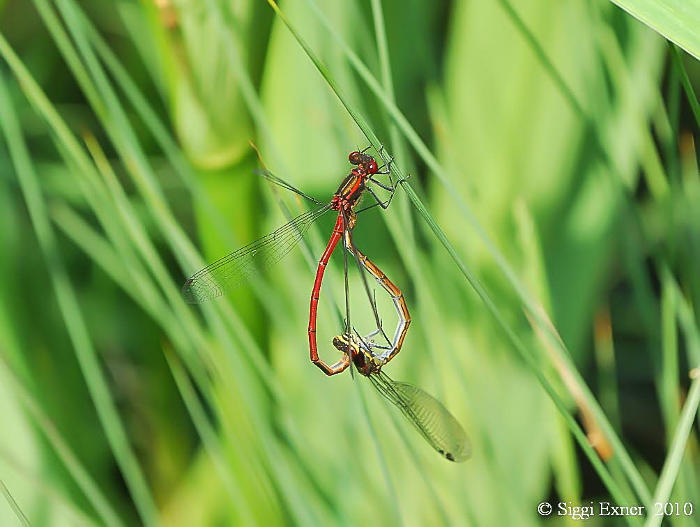 Frhe Adonislibelle Pyrrhosoma nymphula