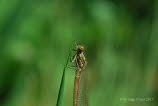 Frhe Adonislibelle Pyrrhosoma nymphula