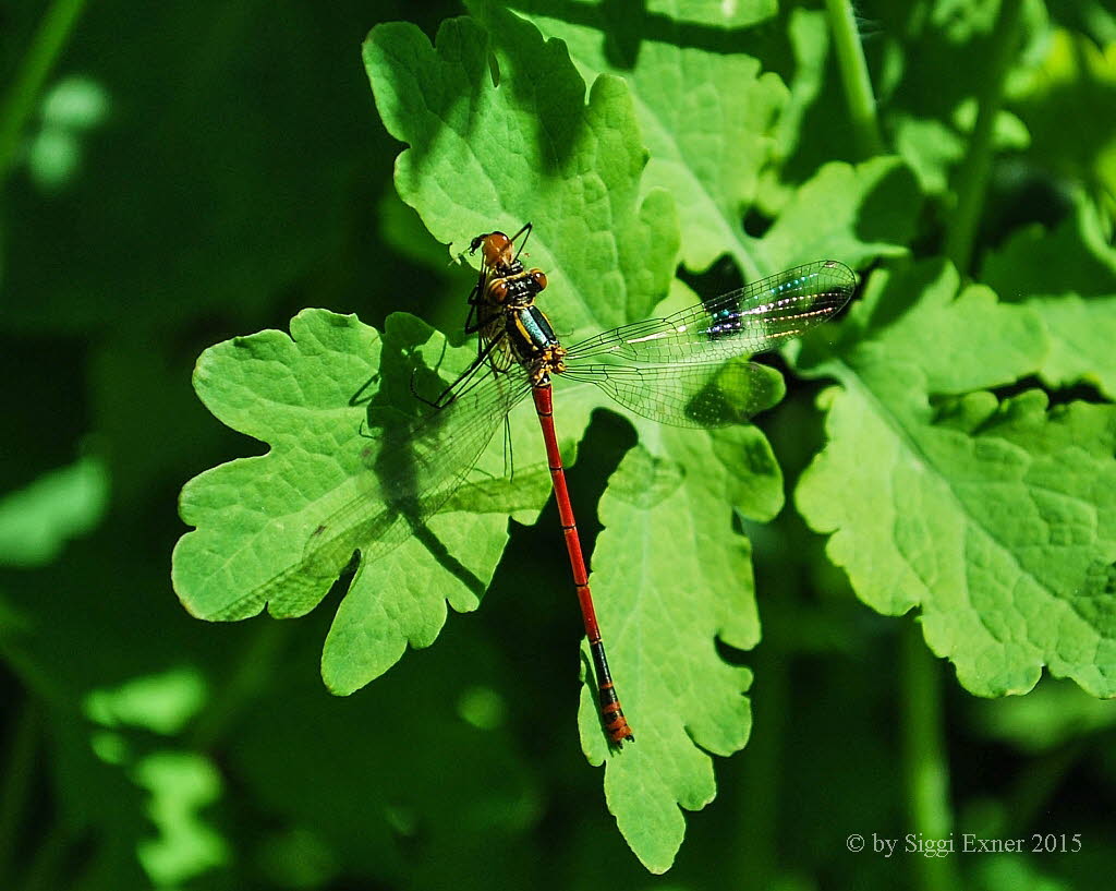 Pyrrhosoma nymphula Frhe Adonislibelle 