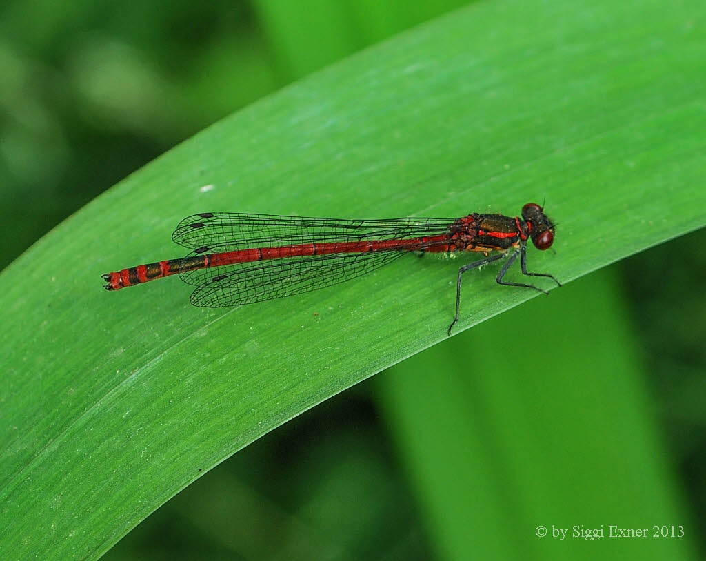 Pyrrhosoma nymphula Frhe Adonislibelle 