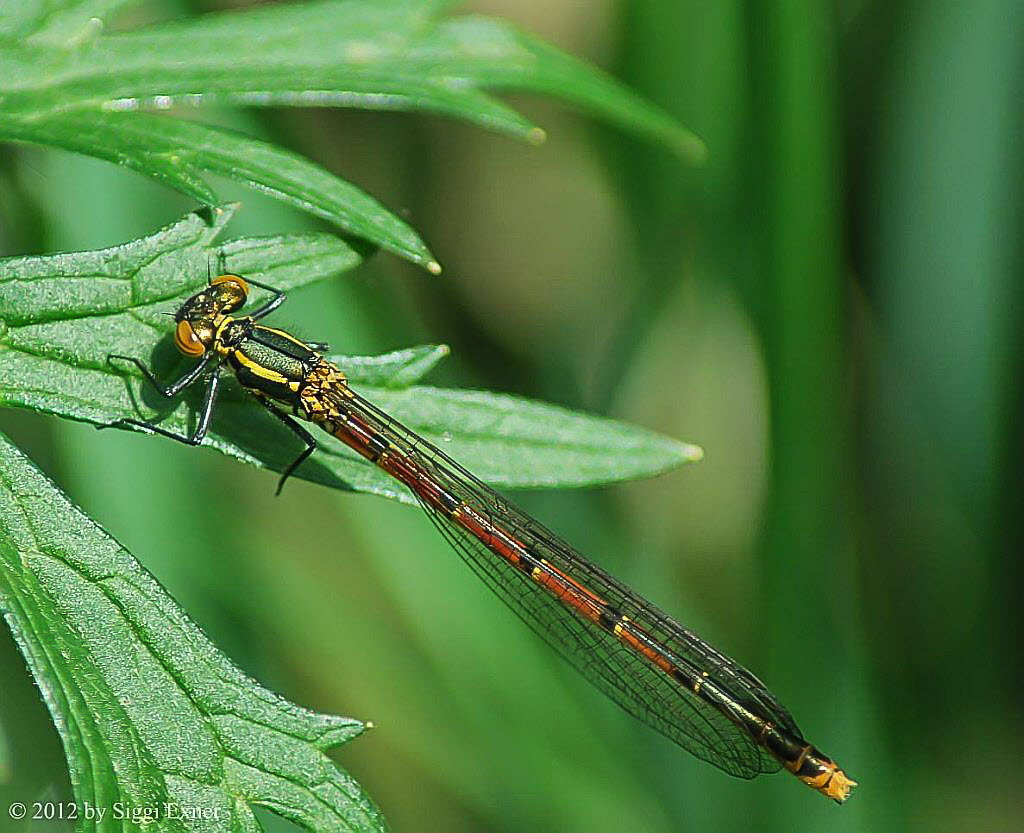 Frhe Adonislibelle Pyrrhosoma nymphula