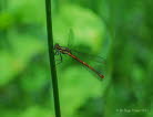 Pyrrhosoma nymphula Frhe Adonislibelle 