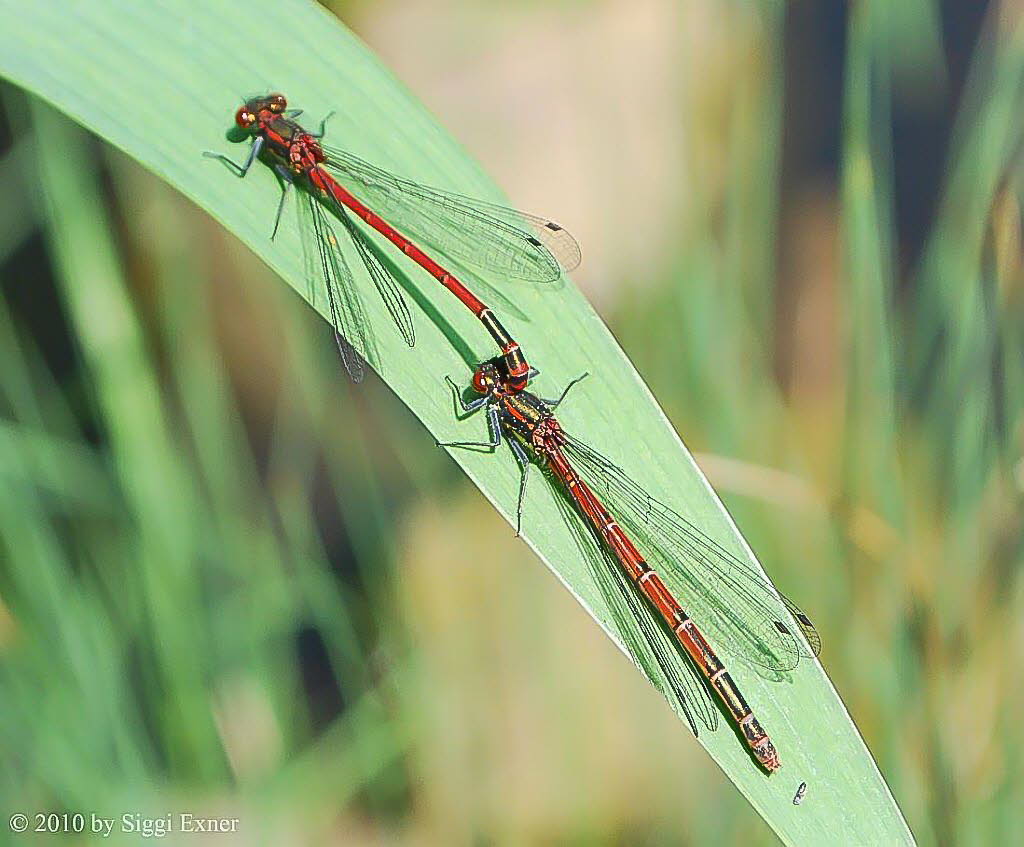 Frhe Adonislibelle Pyrrhosoma nymphula