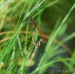 Frhe Adonislibelle Pyrrhosoma nymphula