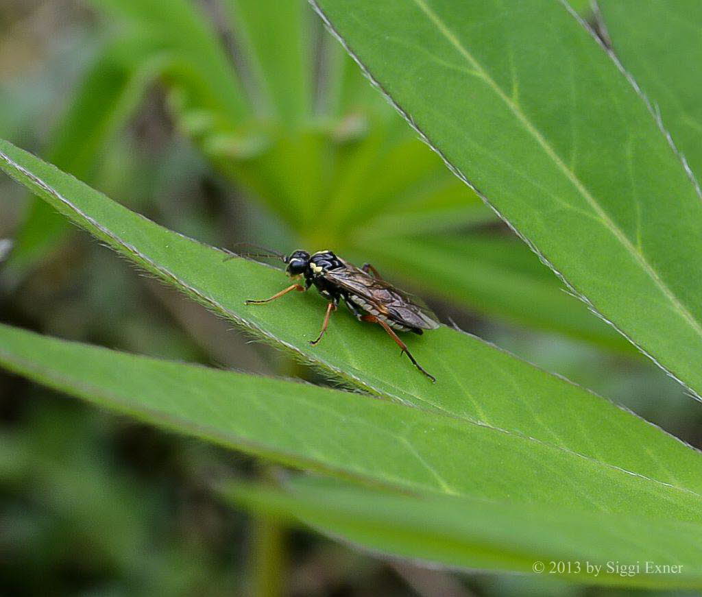 Aglaostigma fulvipes