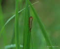 Agriphila straminella