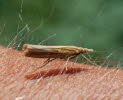 Agriphila straminella