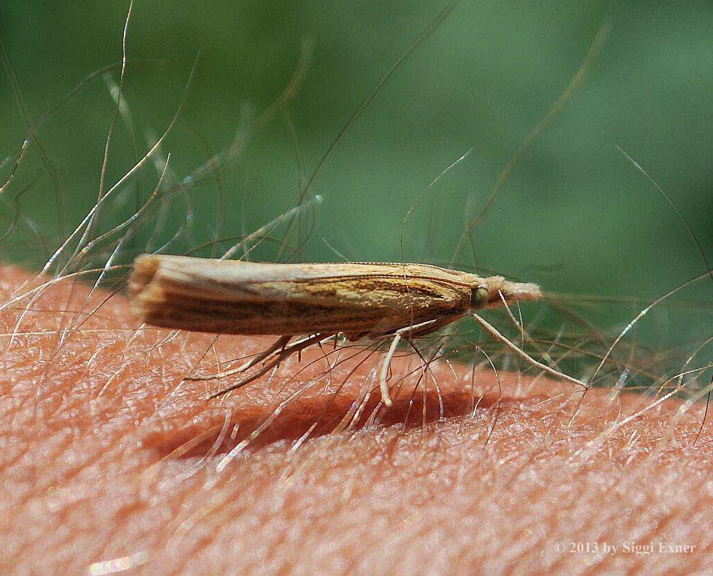 Agriphila straminella Grasznsler
