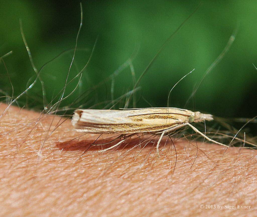 Agriphila straminella