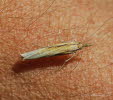 Agriphila straminella