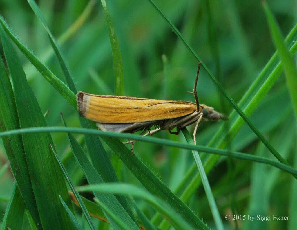 Agriphila tristella