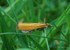 Agriphila tristella