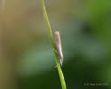 Agriphila tristella