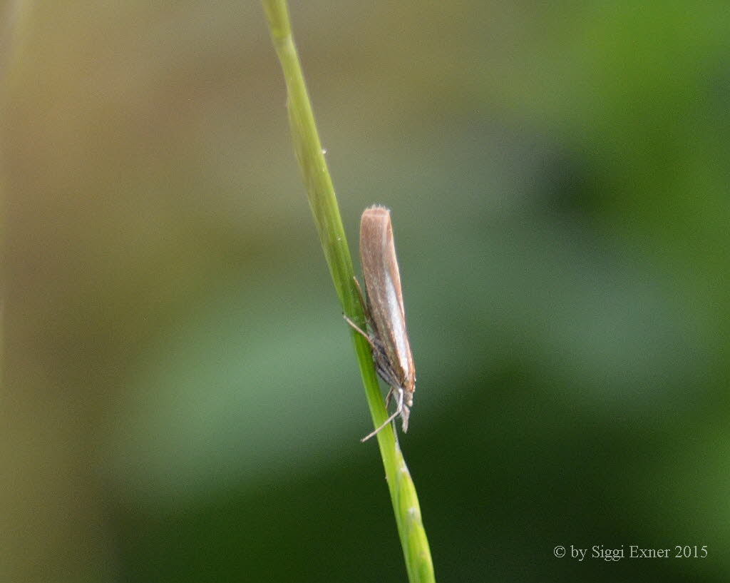 Agriphila tristella