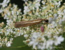 Agriphila tristella