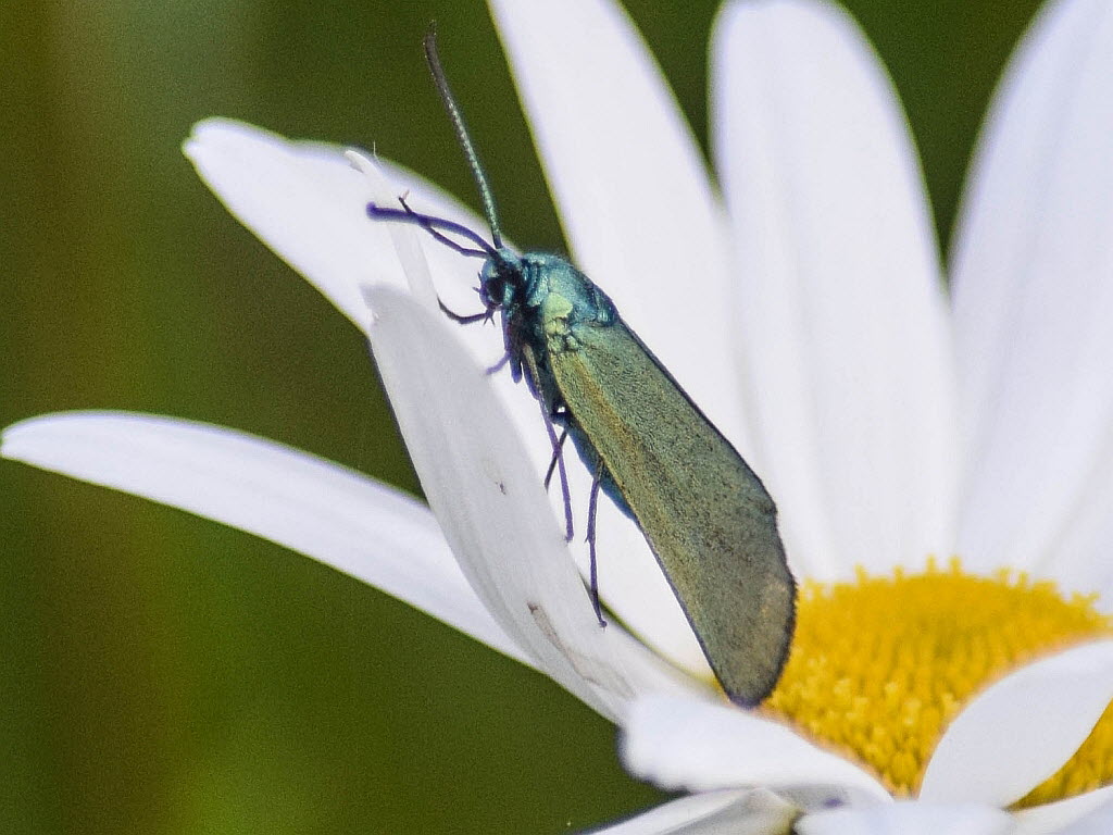 Ampfer- Grnwidderchen Adscita statices