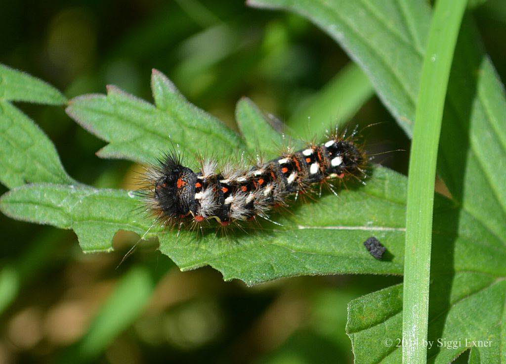 Ampfereule Acronicta rumicis