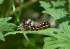 Ampfereule Acronicta rumicis