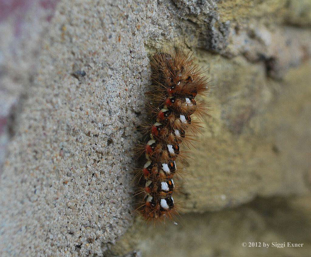 Ampfereule Acronicta rumicis