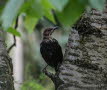 Amsel Turdus merula