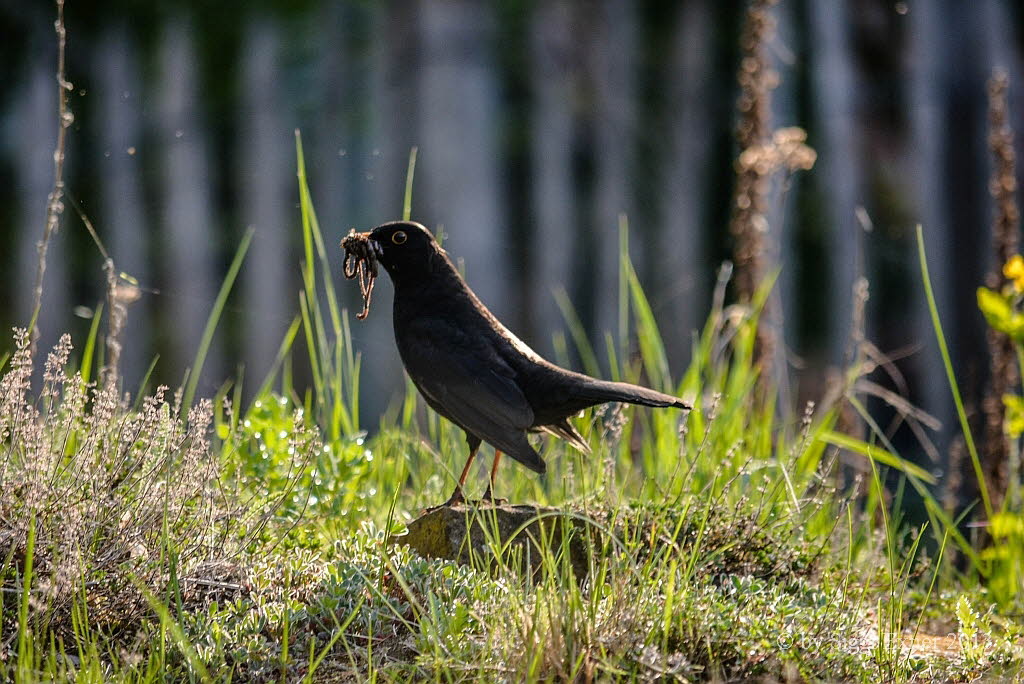 Amsel Turdus merula