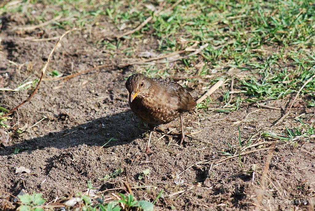 Amsel Turdus merula