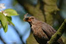 Amsel Turdus merula