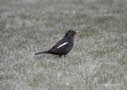 Amsel Turdus merula