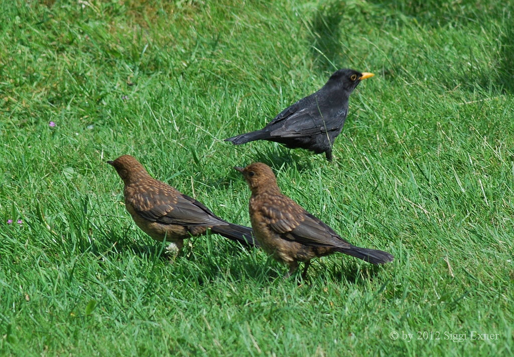 Amsel Turdus merula