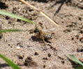 Andrena sp