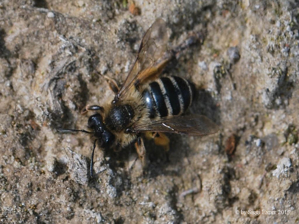Andrena flavipes Gem Sandbiene-w_0025467