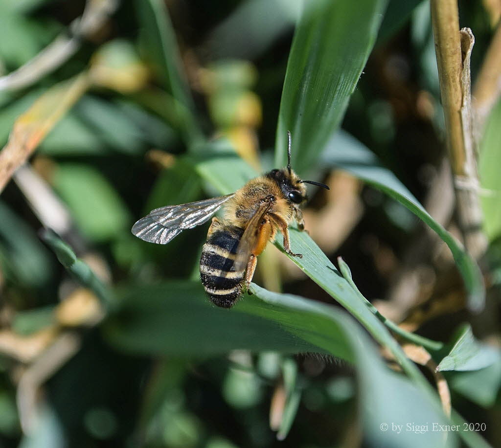 Andrena cf gravida Weihaar-Sandbiene