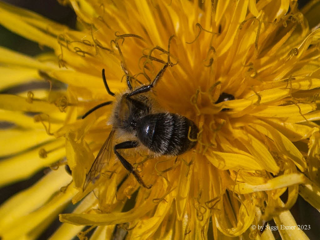 Andrena spec. Sandbiene