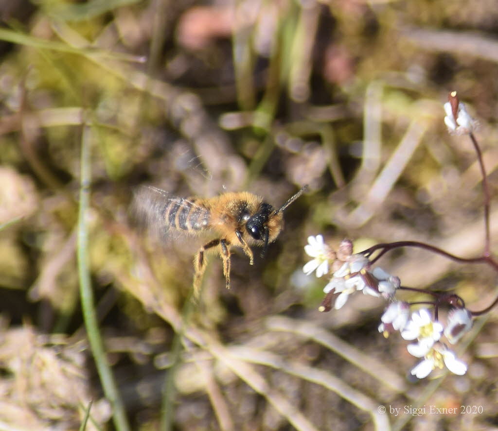 Andrena sp Sandbiene