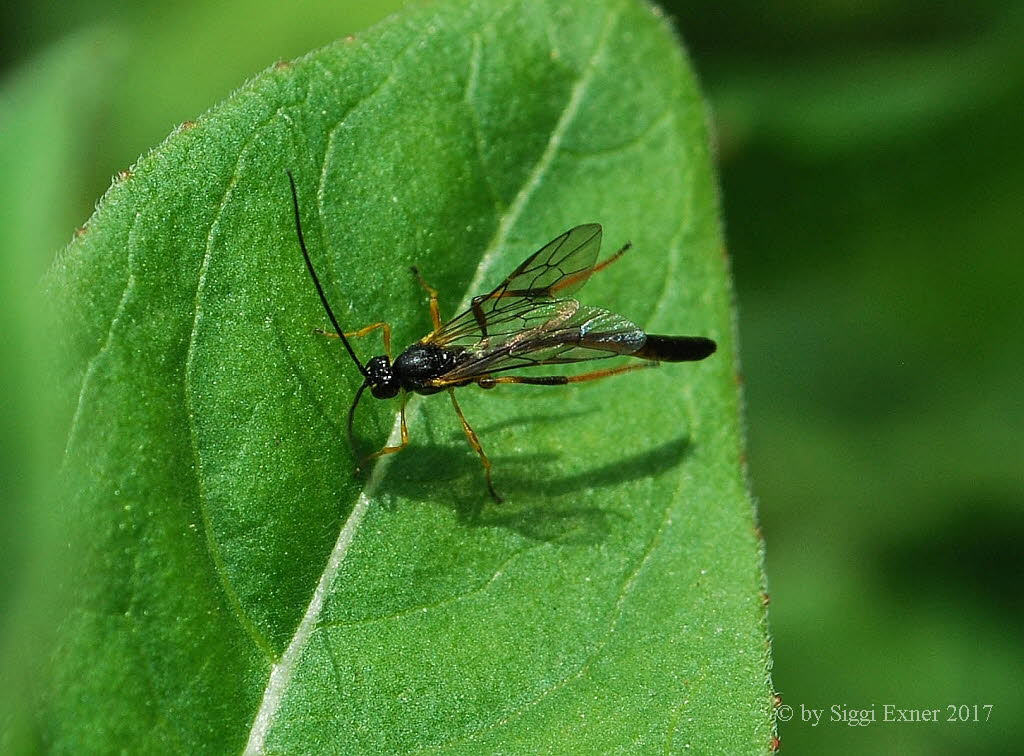 Habronyx sp.