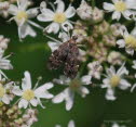 Anthophila fabriciana