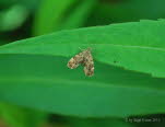 Anthophila fabriciana