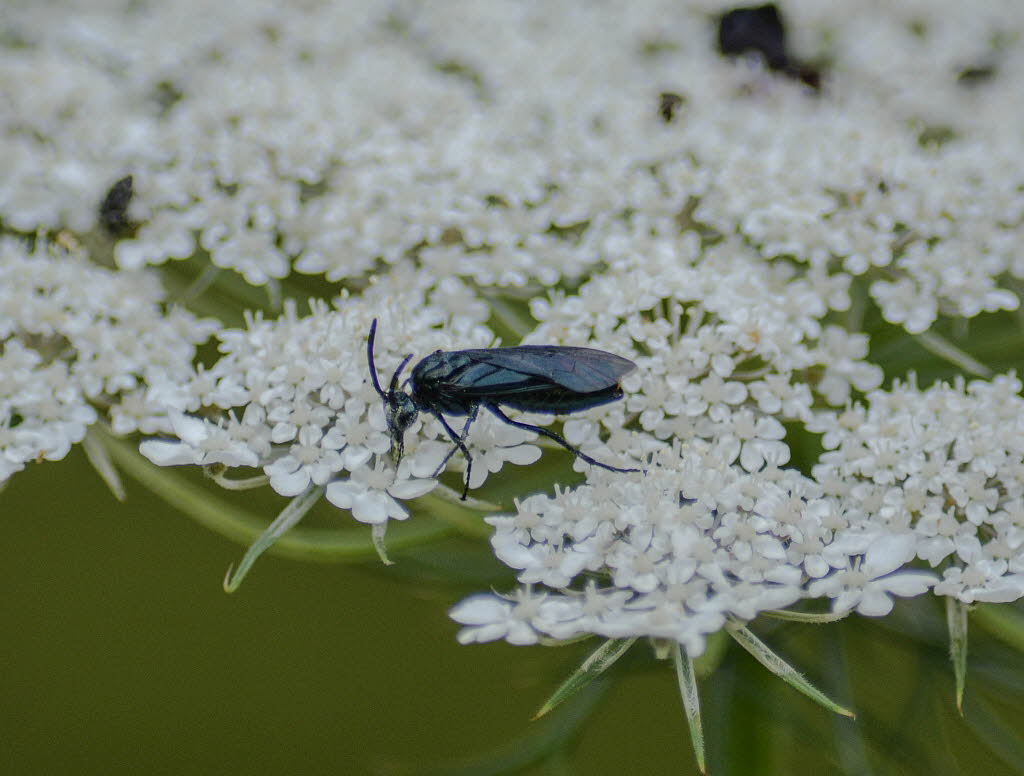 Arge gracilicornis Brstenhornblattwespen